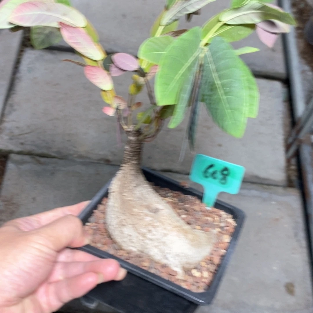 奇异油柑多肉植物