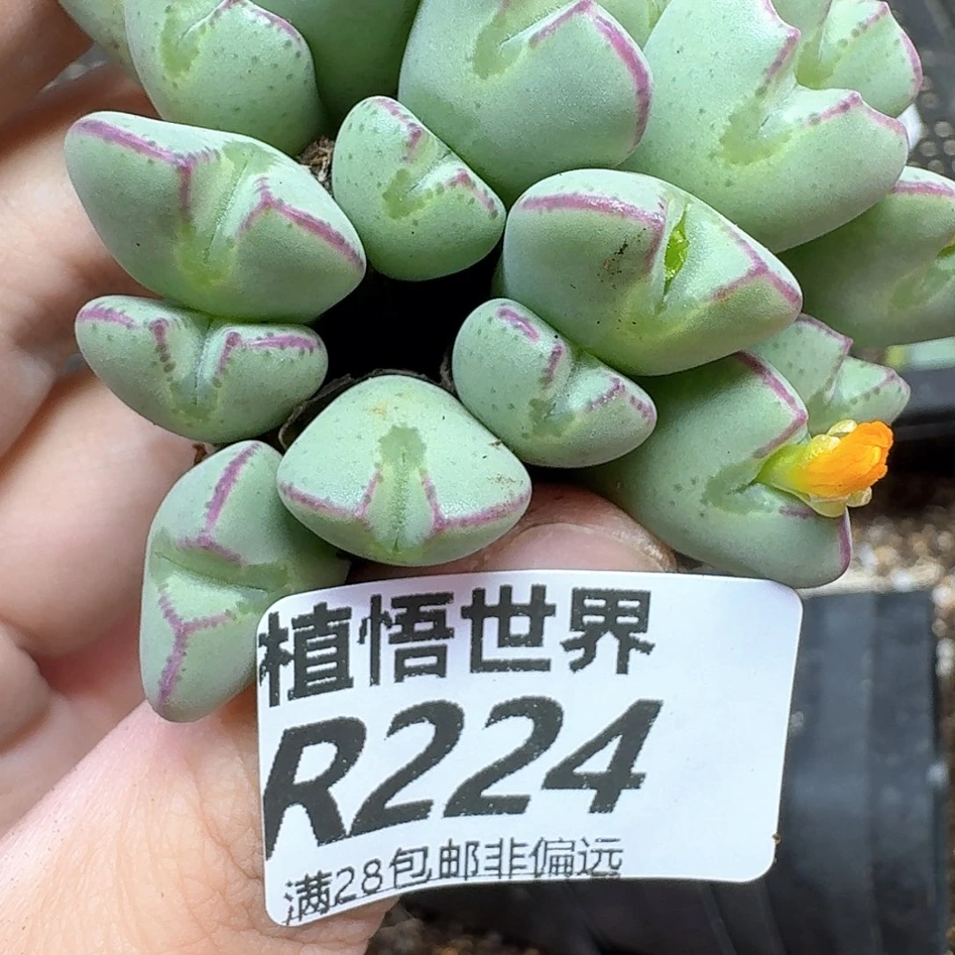 多肉植物多肉植物