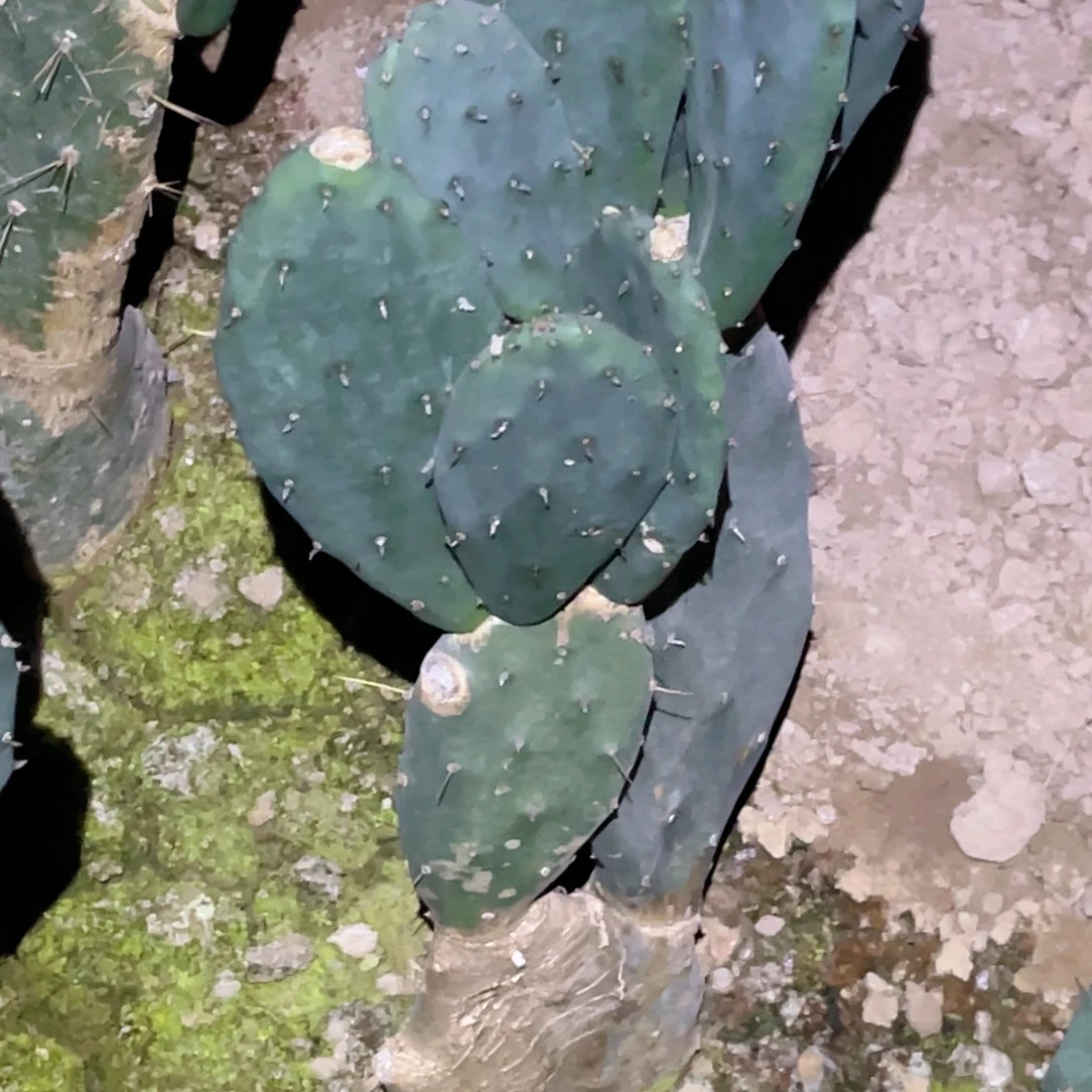 小***猪黄大刺 3头 无根 群