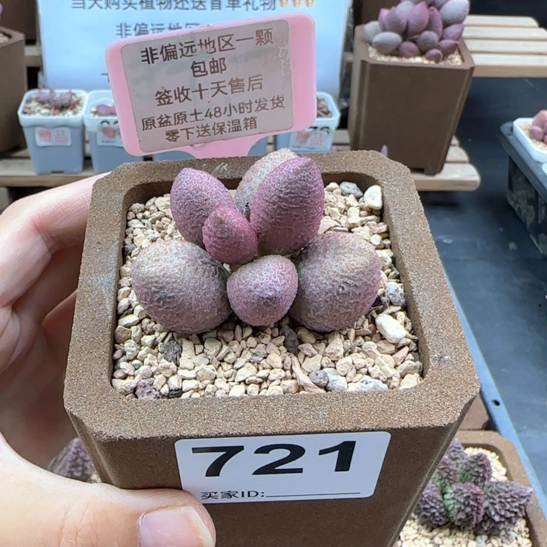 721服部多肉植物