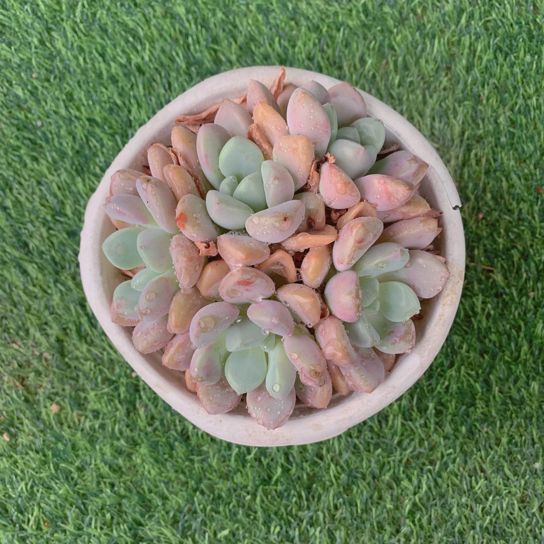 白鹭群【花界草堂】 精品多肉 阳台盆栽 一单包邮