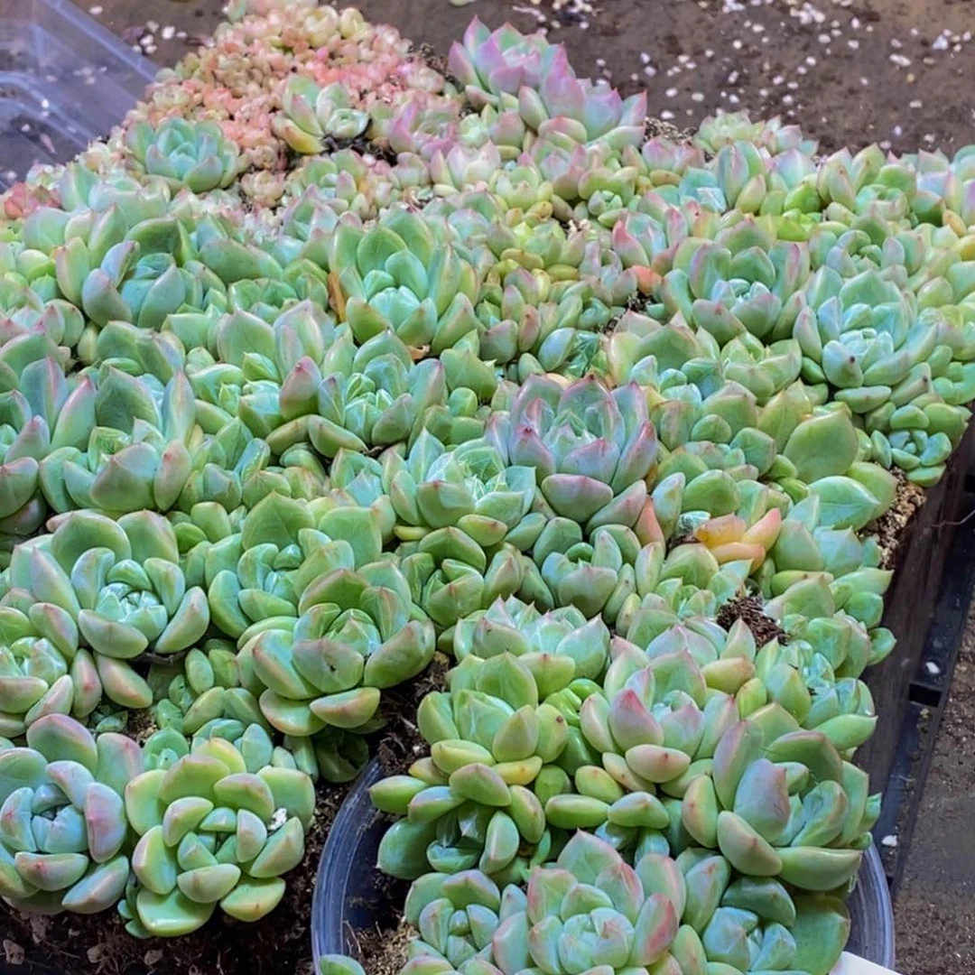 772多肉植物保护量拍一盒