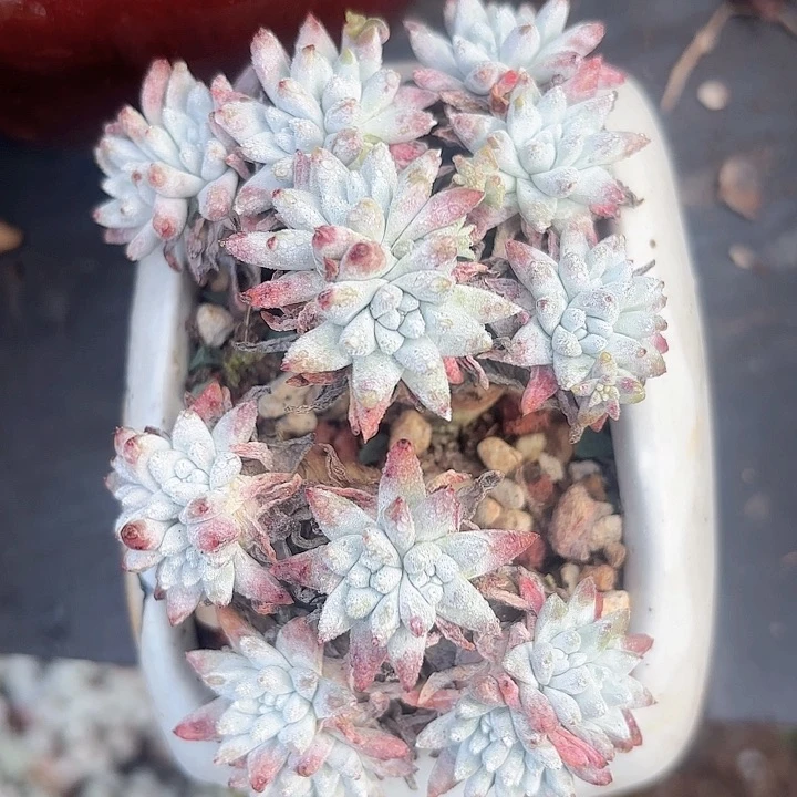 仙女杯多肉植物盆栽