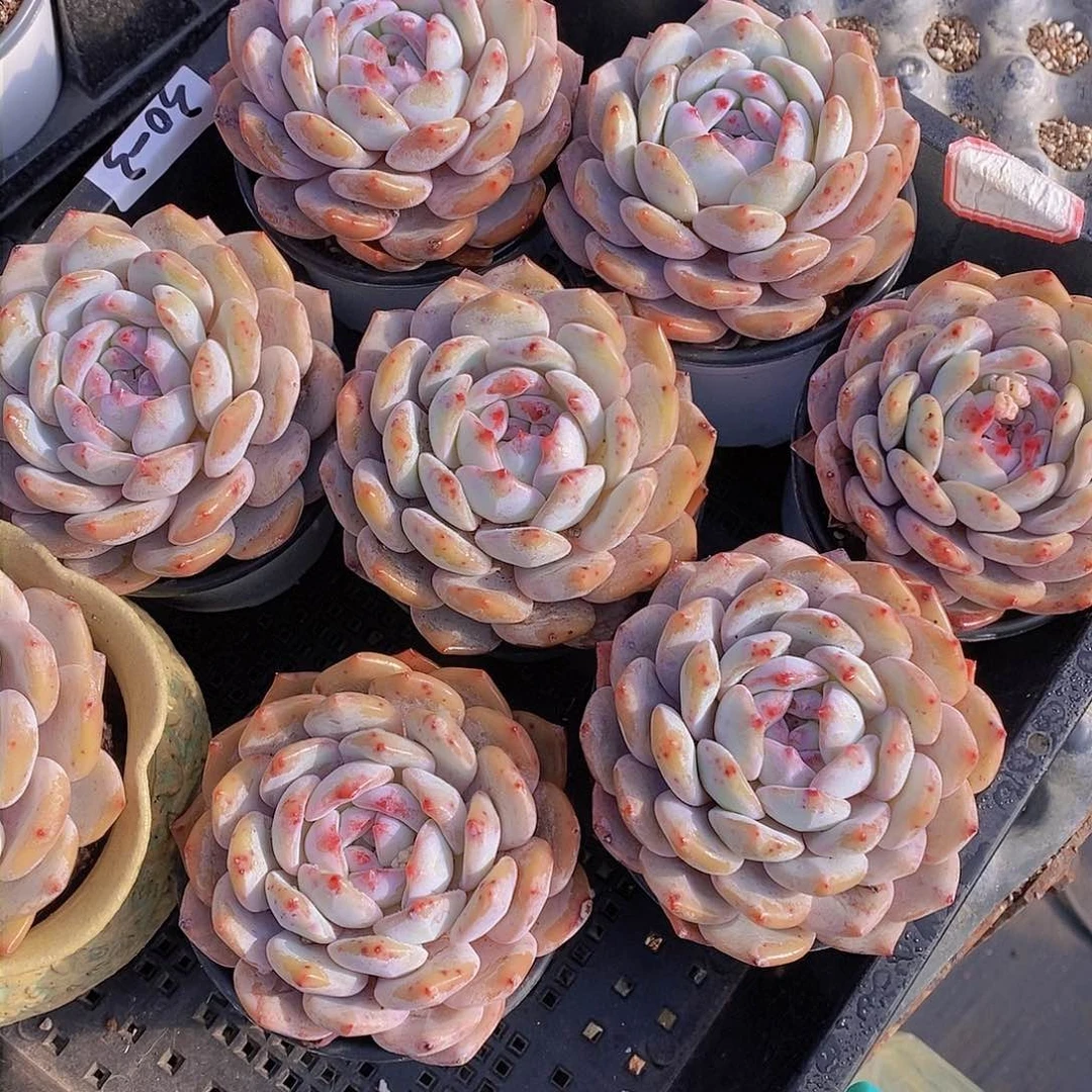 0203-包包橙单头一颗 量拍