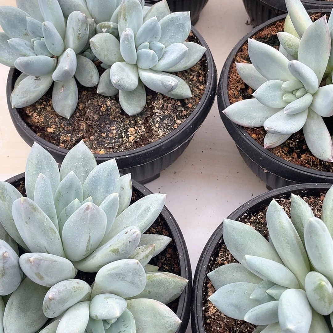 伊丽莎白三头裙18厘米可挑