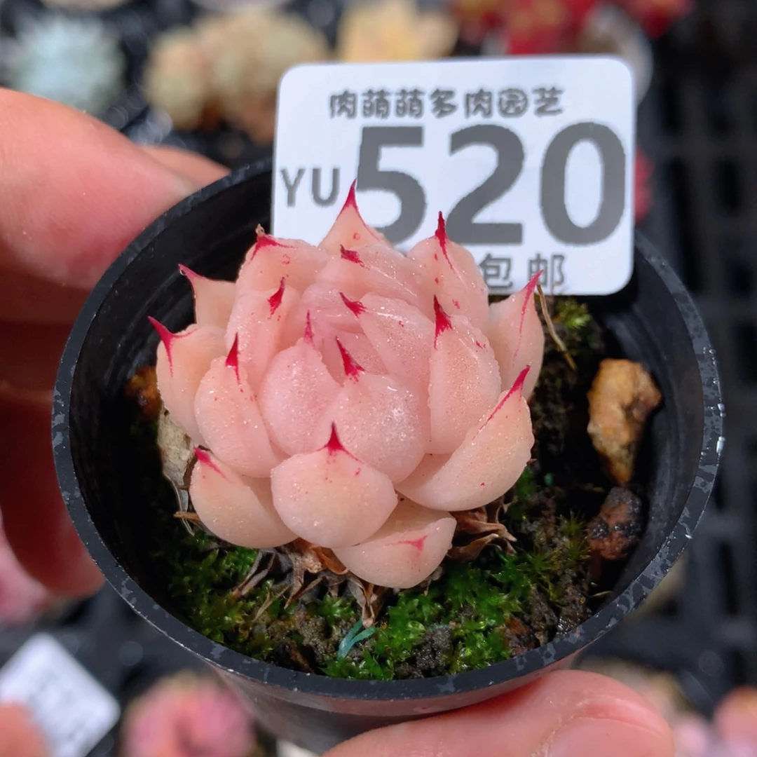 5CM拇指盆精控多肉YU520