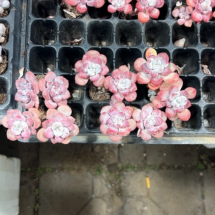 唐***姐花斑鹿 满10颗包邮
