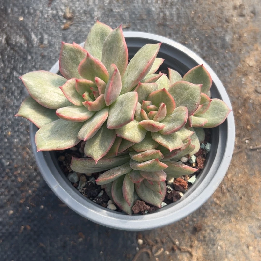 多肉植物一物一拍31