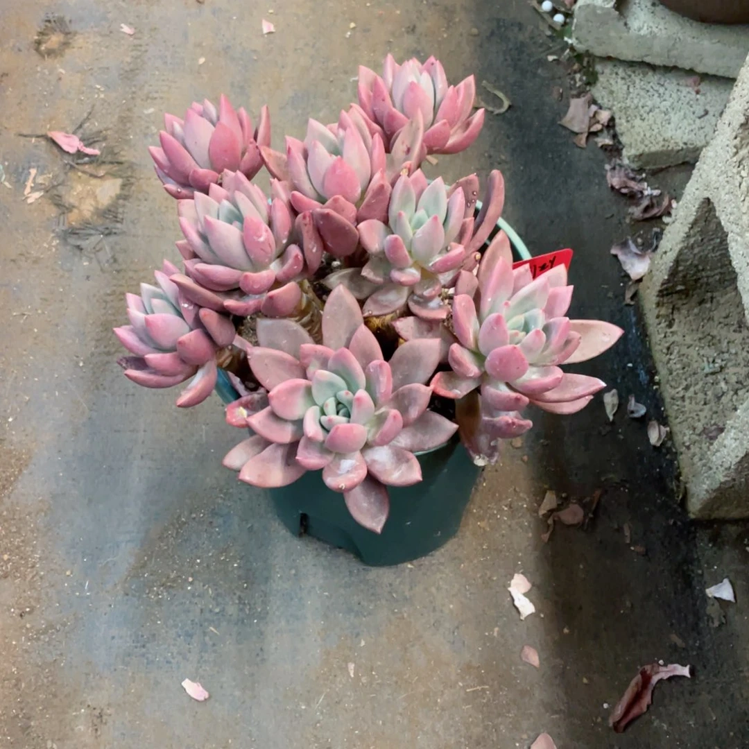 是刘刘吖，桃花源，