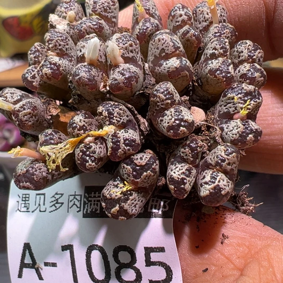 多肉植物111111111111