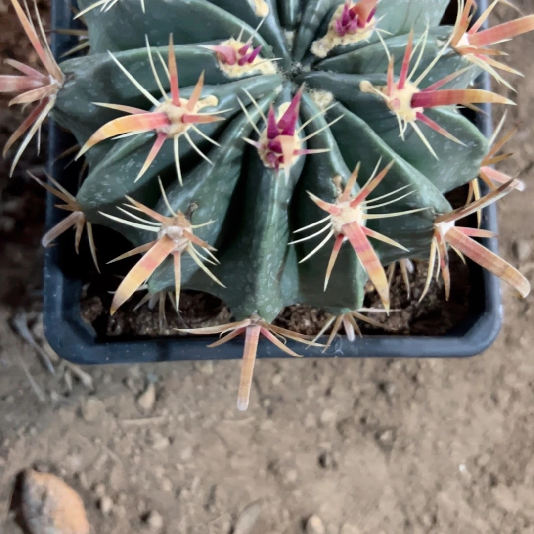 爆***巫一哈哈哈哈哈哈哈哈哈哈哈哈