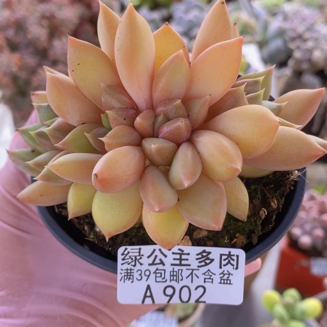 象牙奶9cm902多肉植物