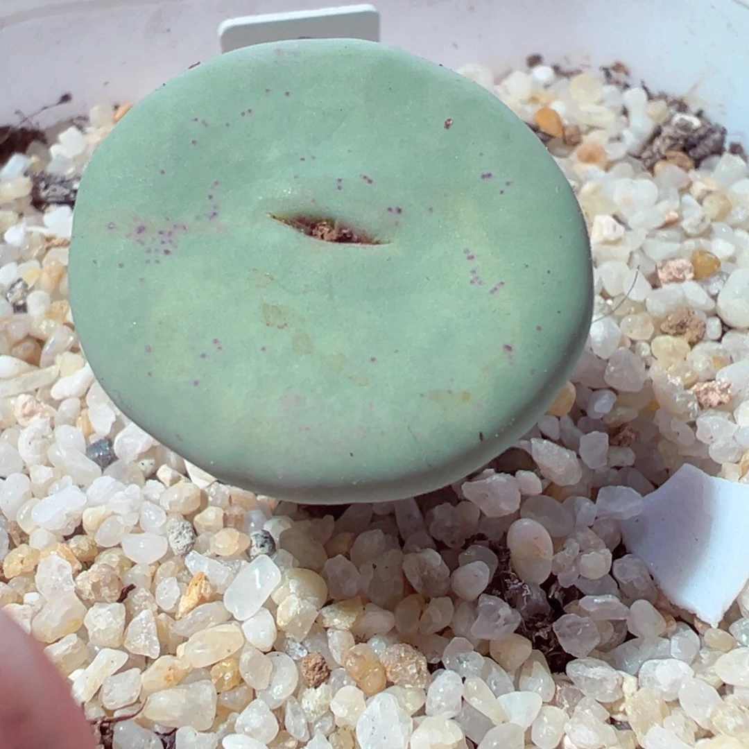 1226-785多肉多日dows嘴