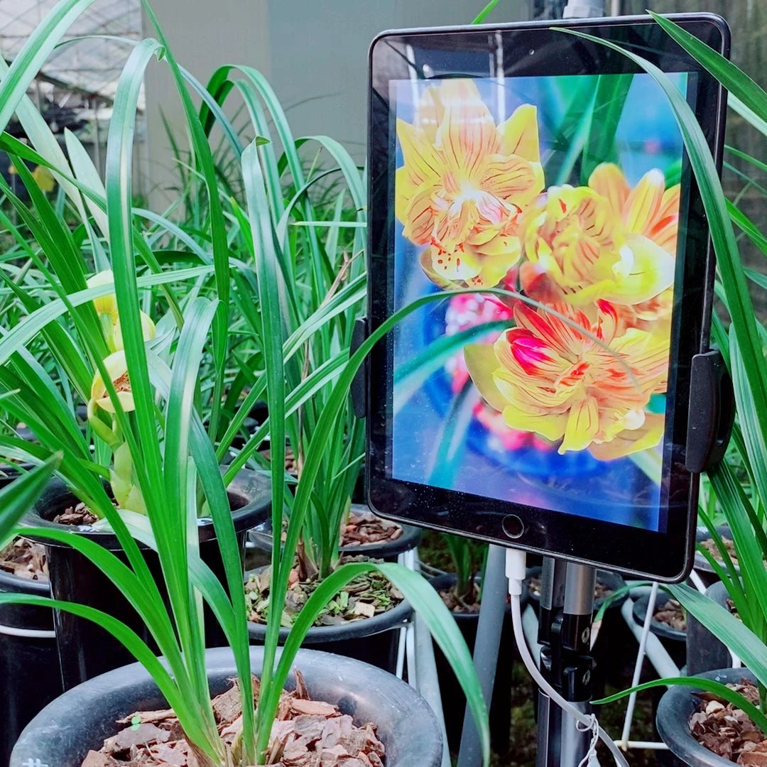当前无花栽培后可以开花