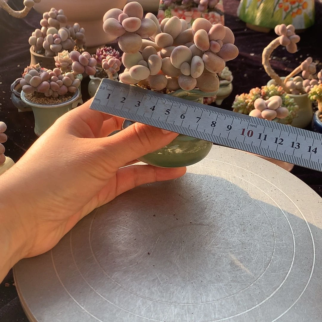 29号带盆偏远地区不包邮的