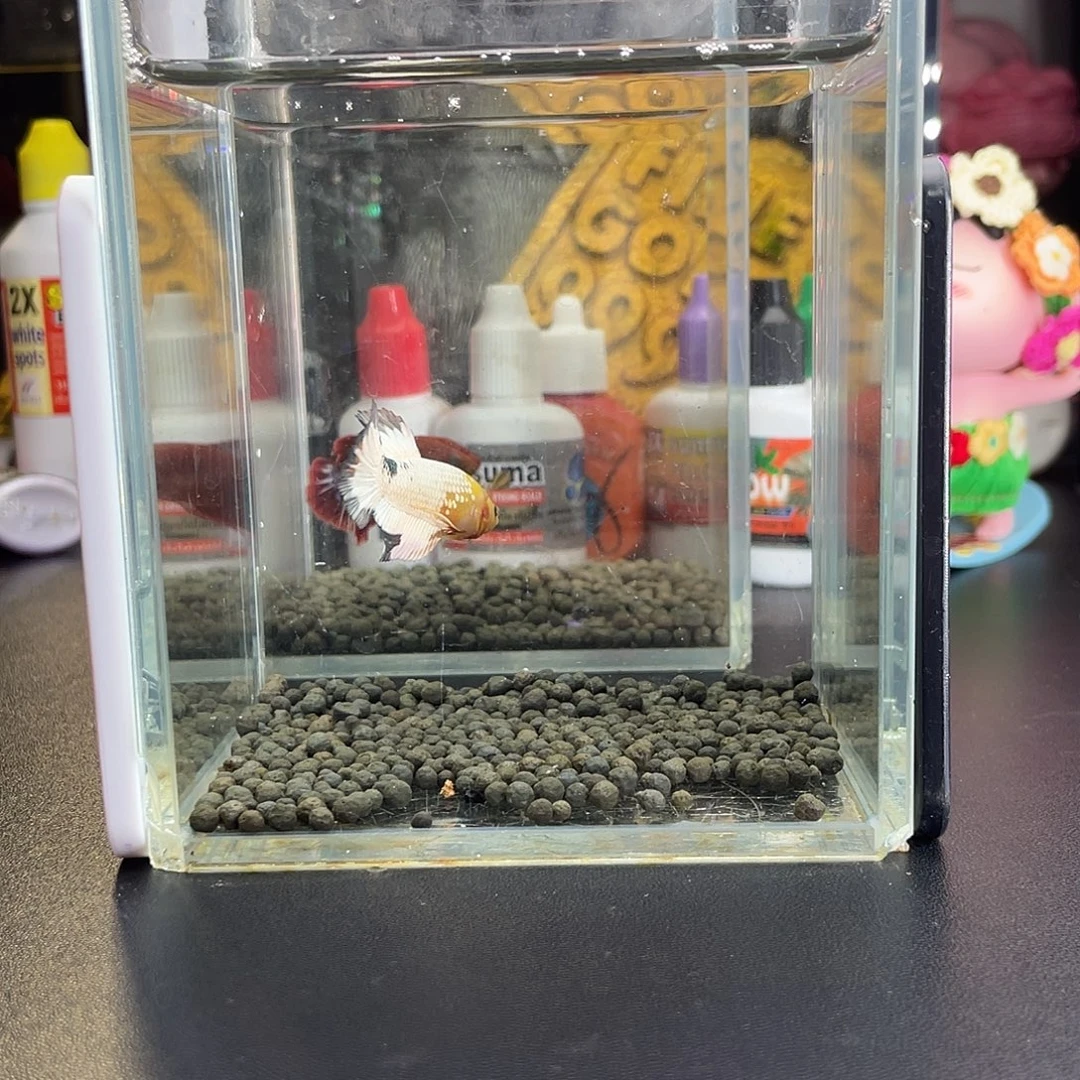 斗鱼9号1026早fccp