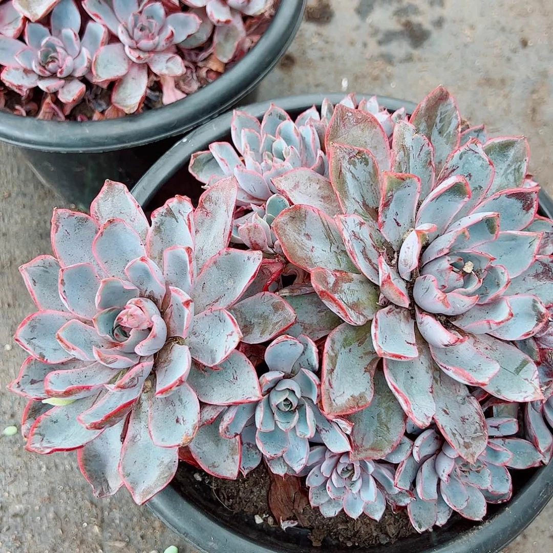 赫拉 多头群生 手捧无砍