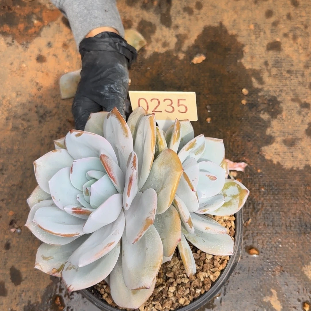 双头奶茶。 0235号。