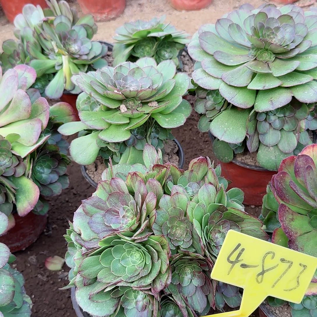 4-873+--多头多肉植物
