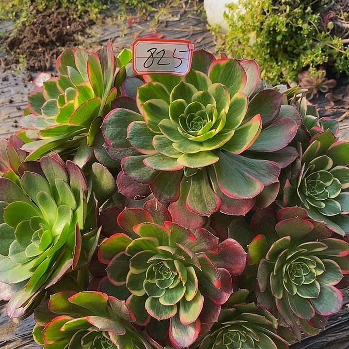 夜宴老桩捧花825号