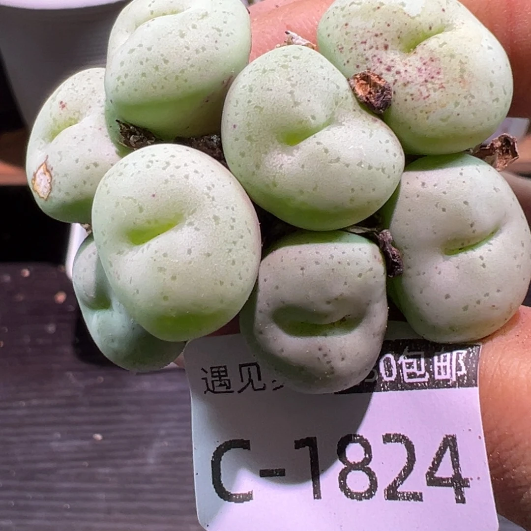 多肉植物111111111111