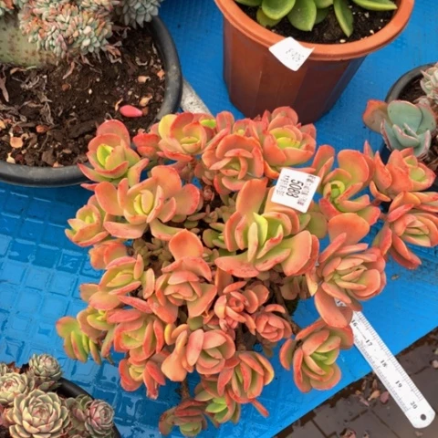 辉*5088火焰玫瑰多肉