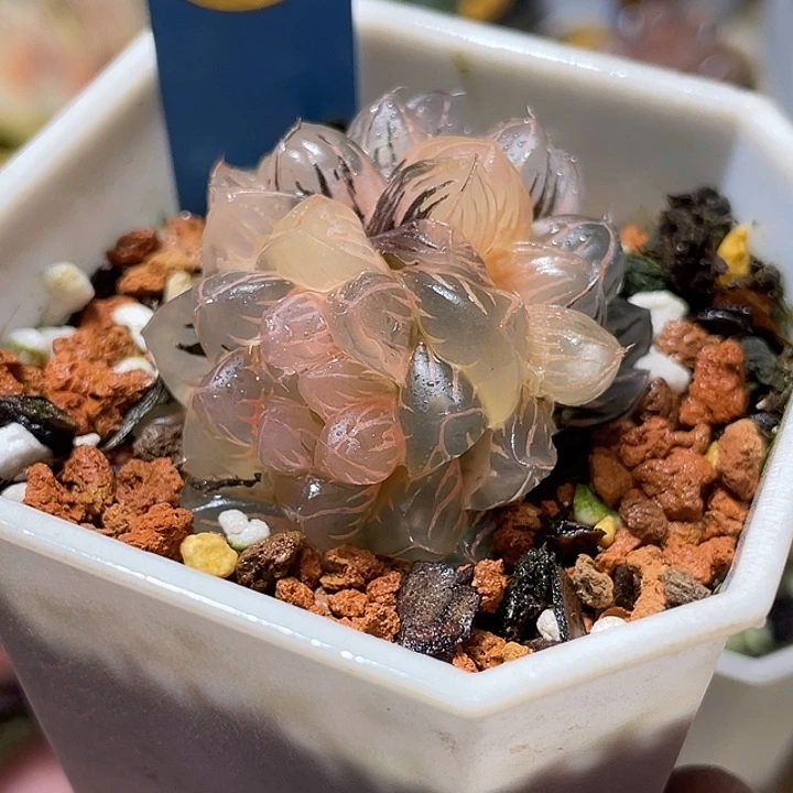 591双头糊斑水中月锦