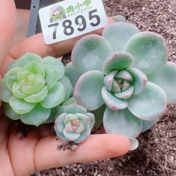 多肉植物多肉植物