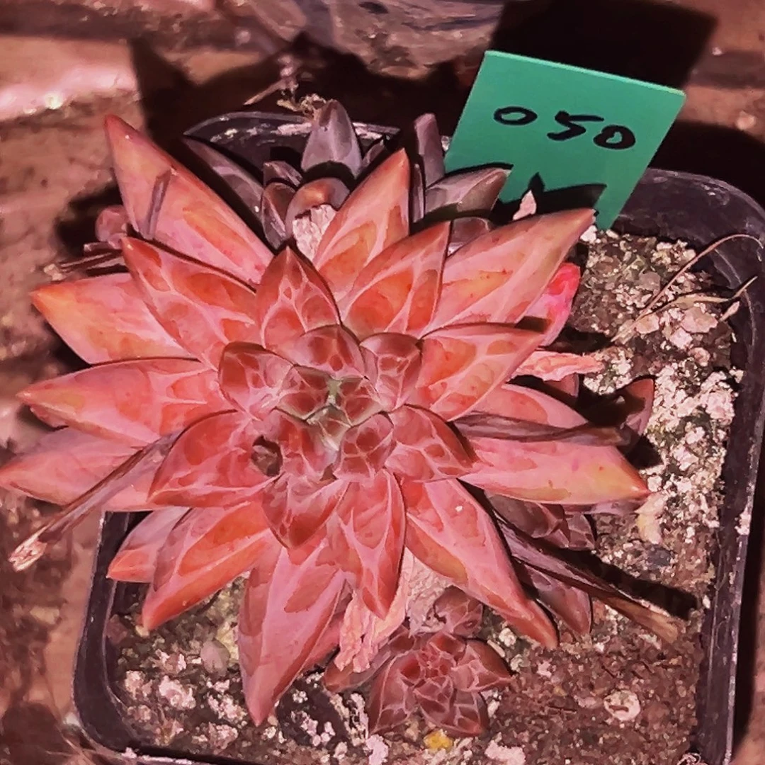 桔云多肉美人精品系列