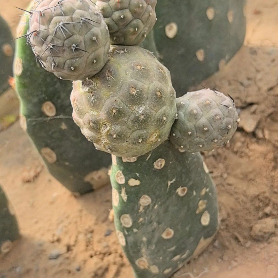 值**赖习志野仙人球直播