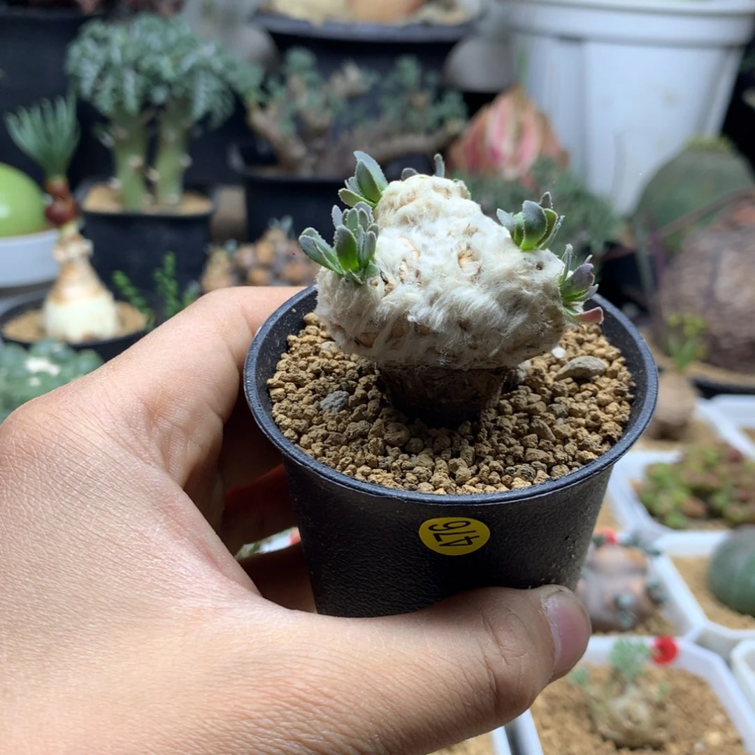 刨花厚敦菊母本多肉带盆