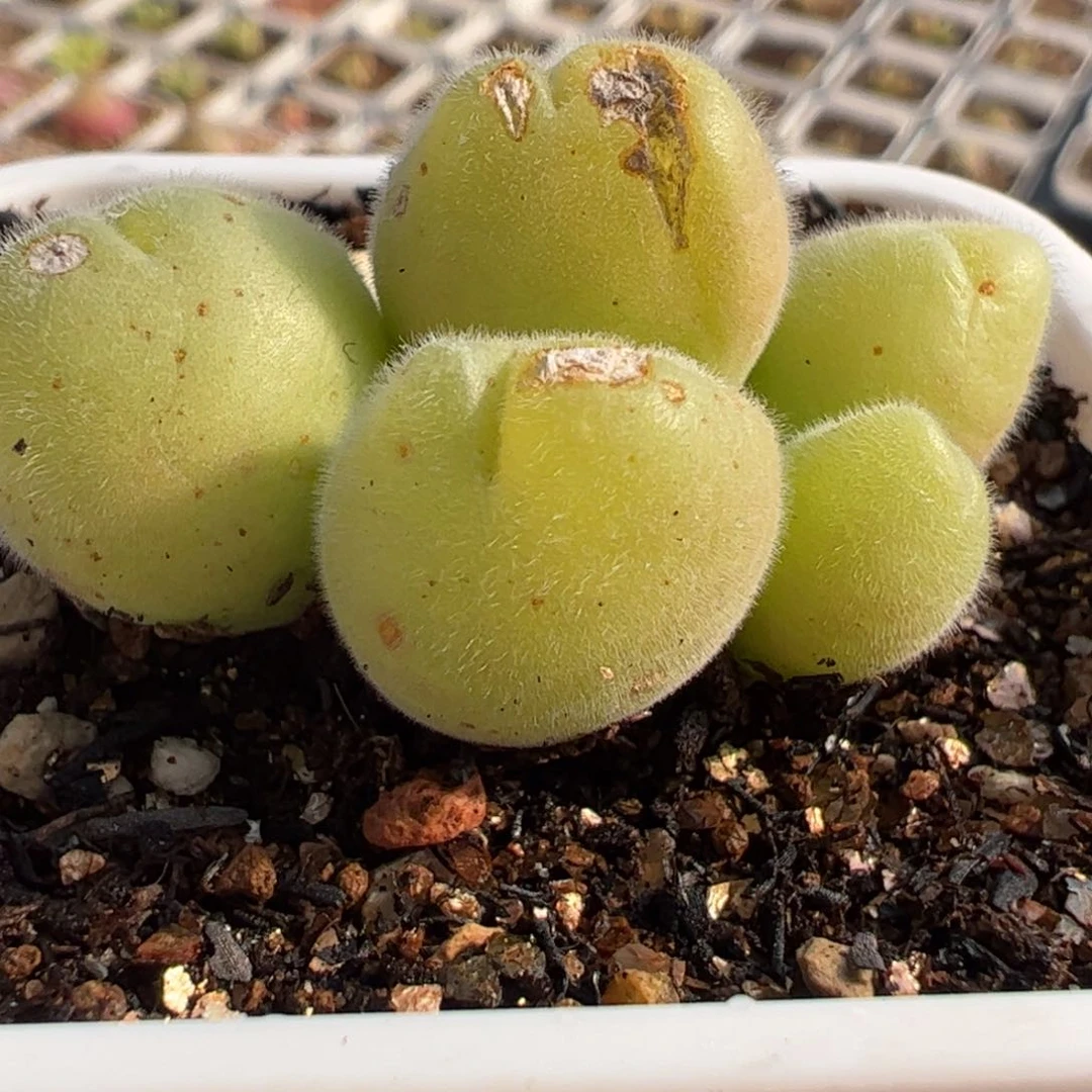 463多肉植物百科