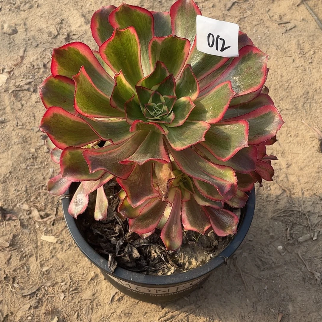 法师植物魅影法师012