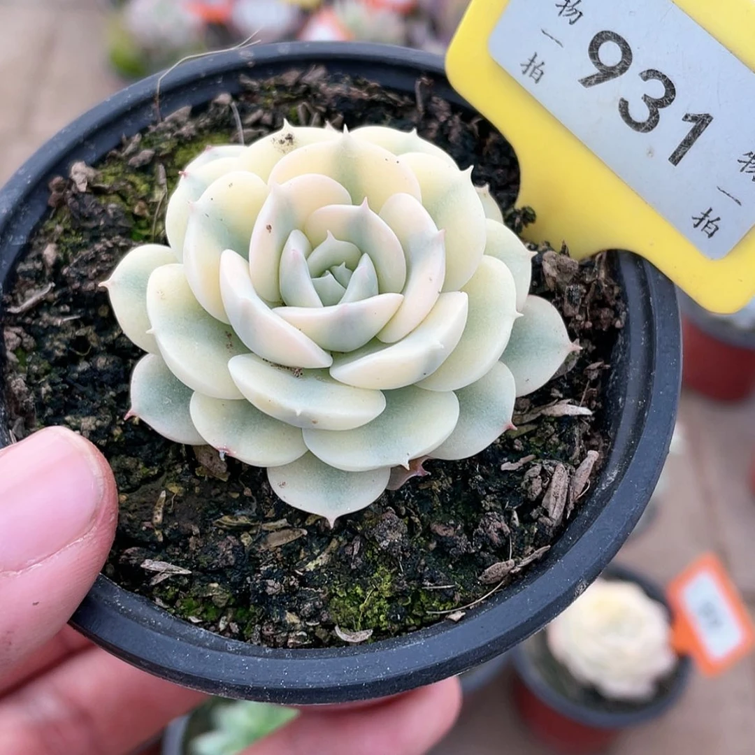 【闪购商品】带****?931号