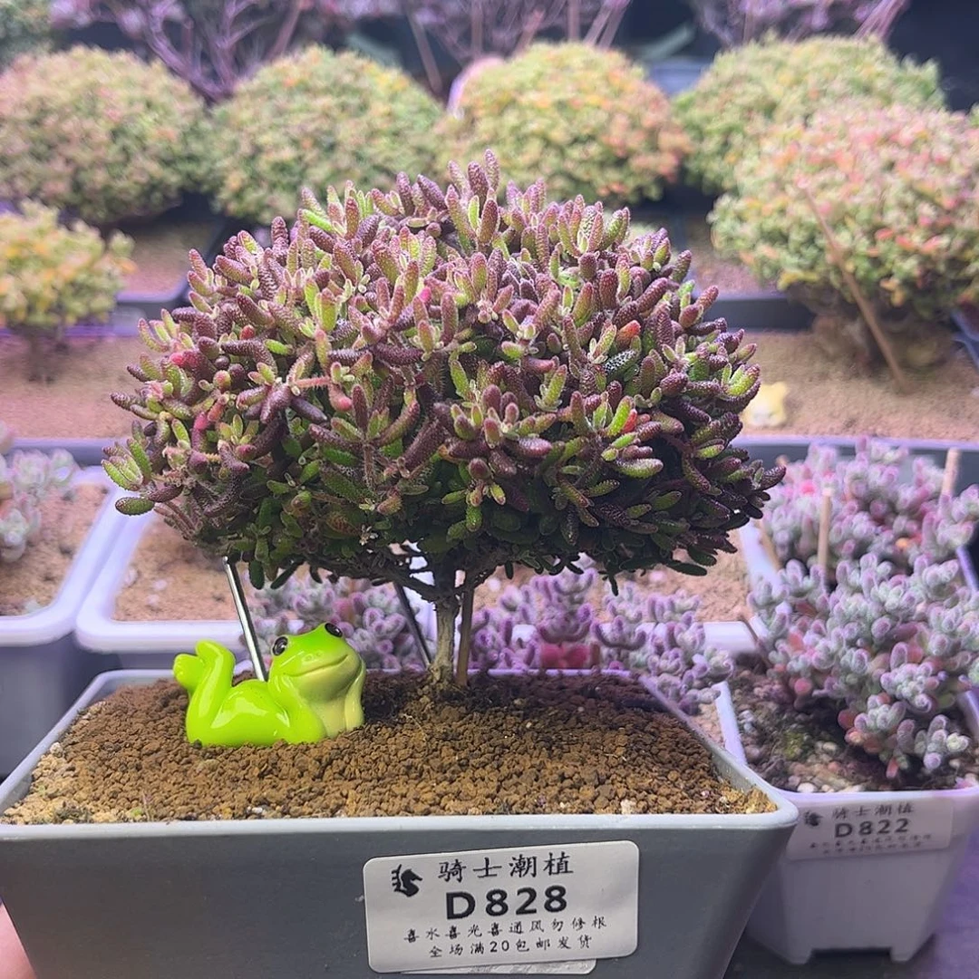 828红麒麟枝干番杏多肉