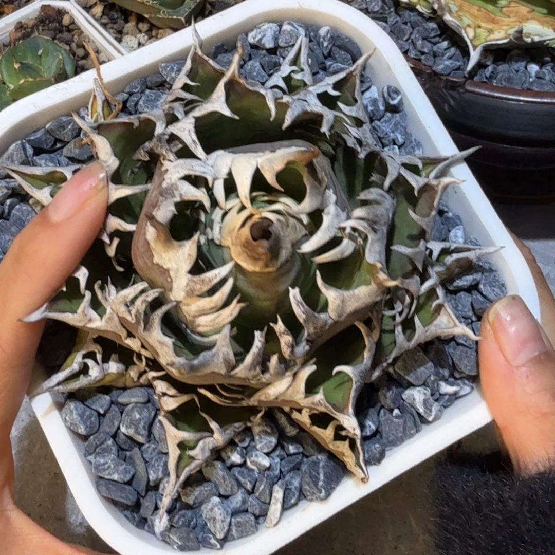 无花朵龙舌兰仁王冠红猫灯养