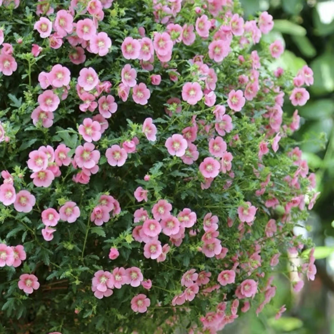 小木槿棒棒糖盆栽四季开花植物室内阳台庭院观花植物好养易活花卉