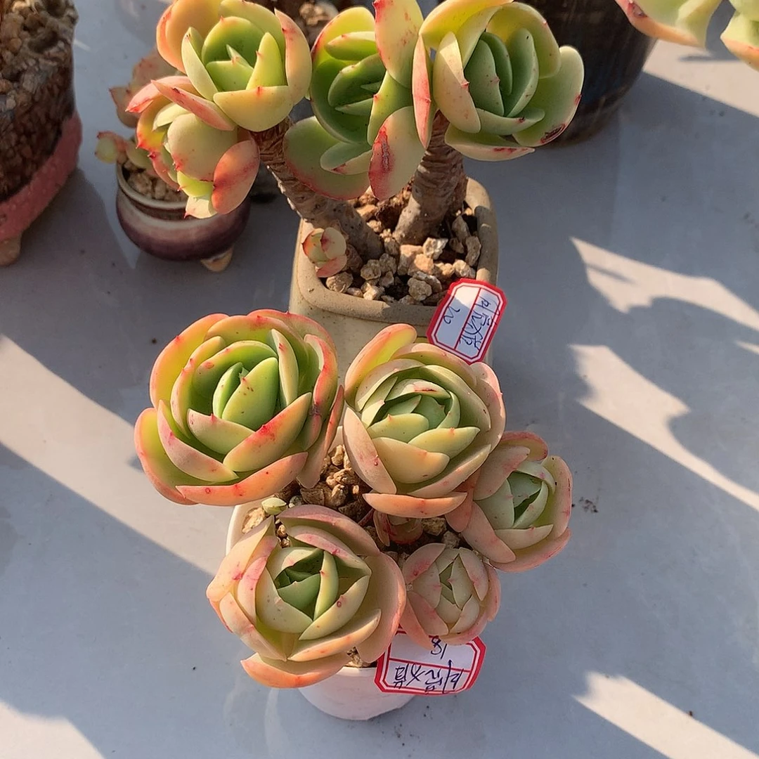 鸡蛋碧桃两颗多肉