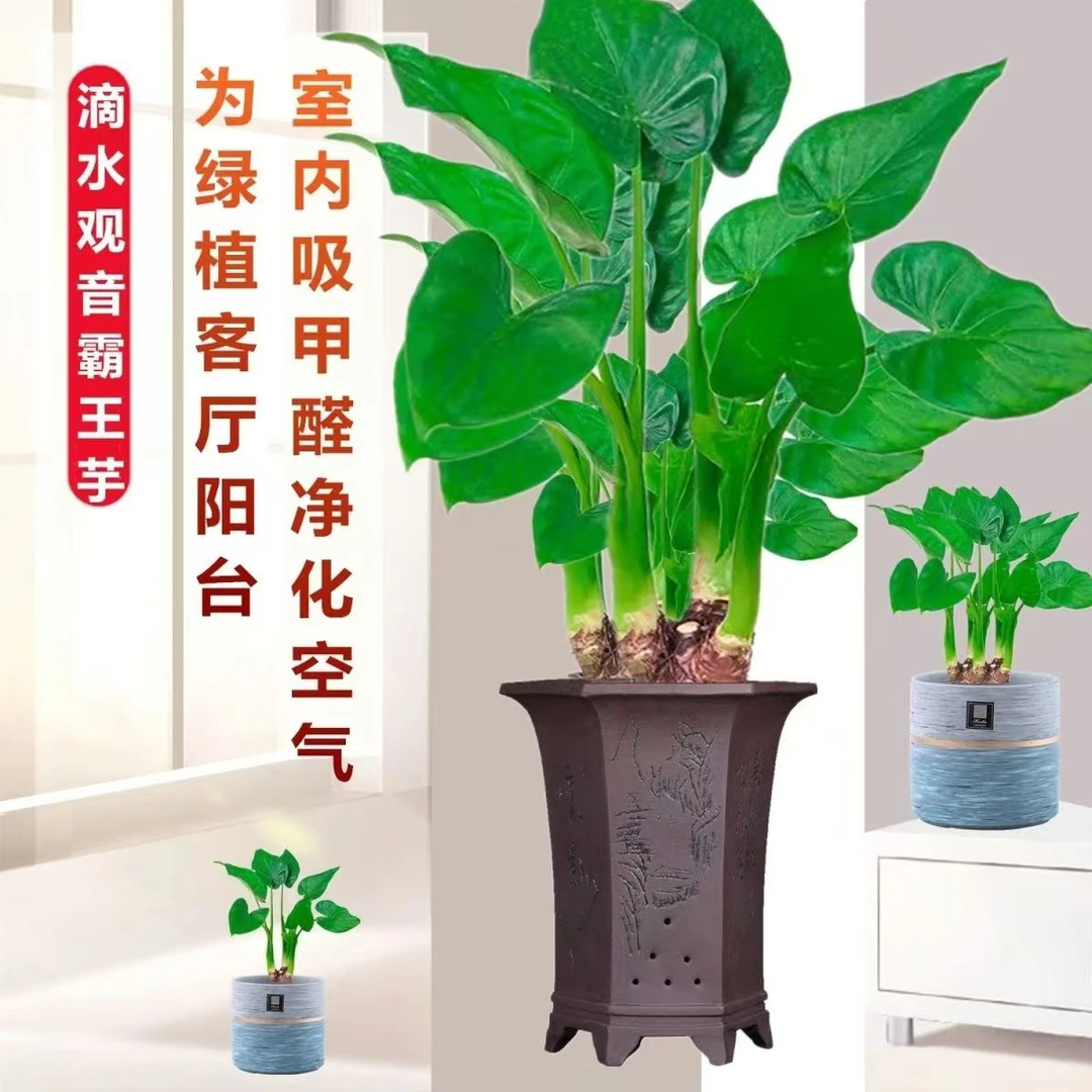 小院网红植物巨型大叶象耳芋滴水观音老桩庭院热带办室内生桩绿植