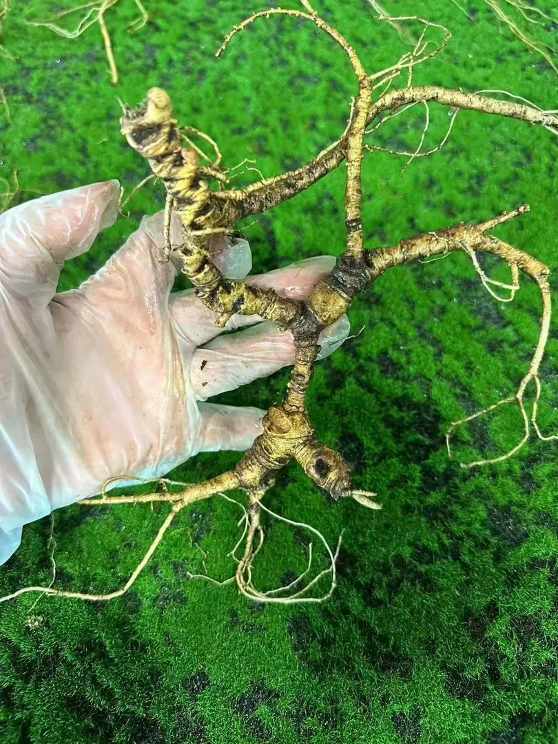 鲜人参东北长白山放山货，顺丰包邮，以直播间实物为准。