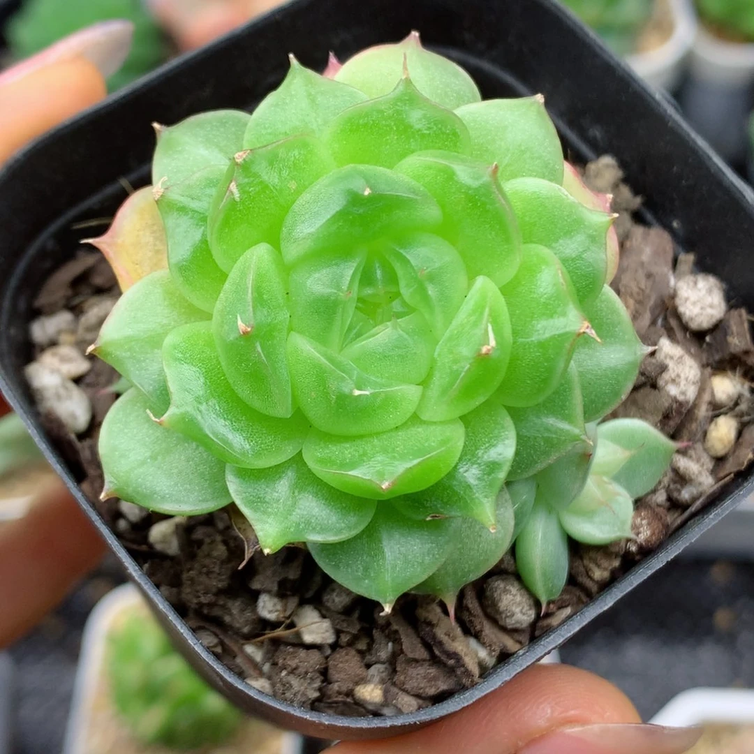 58包邮  群生不包整09