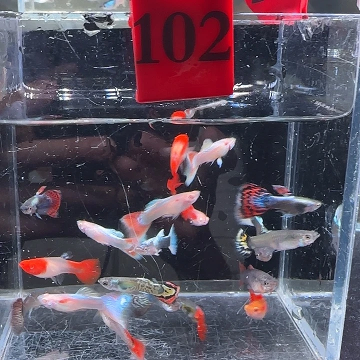 孔雀鱼102号，20条