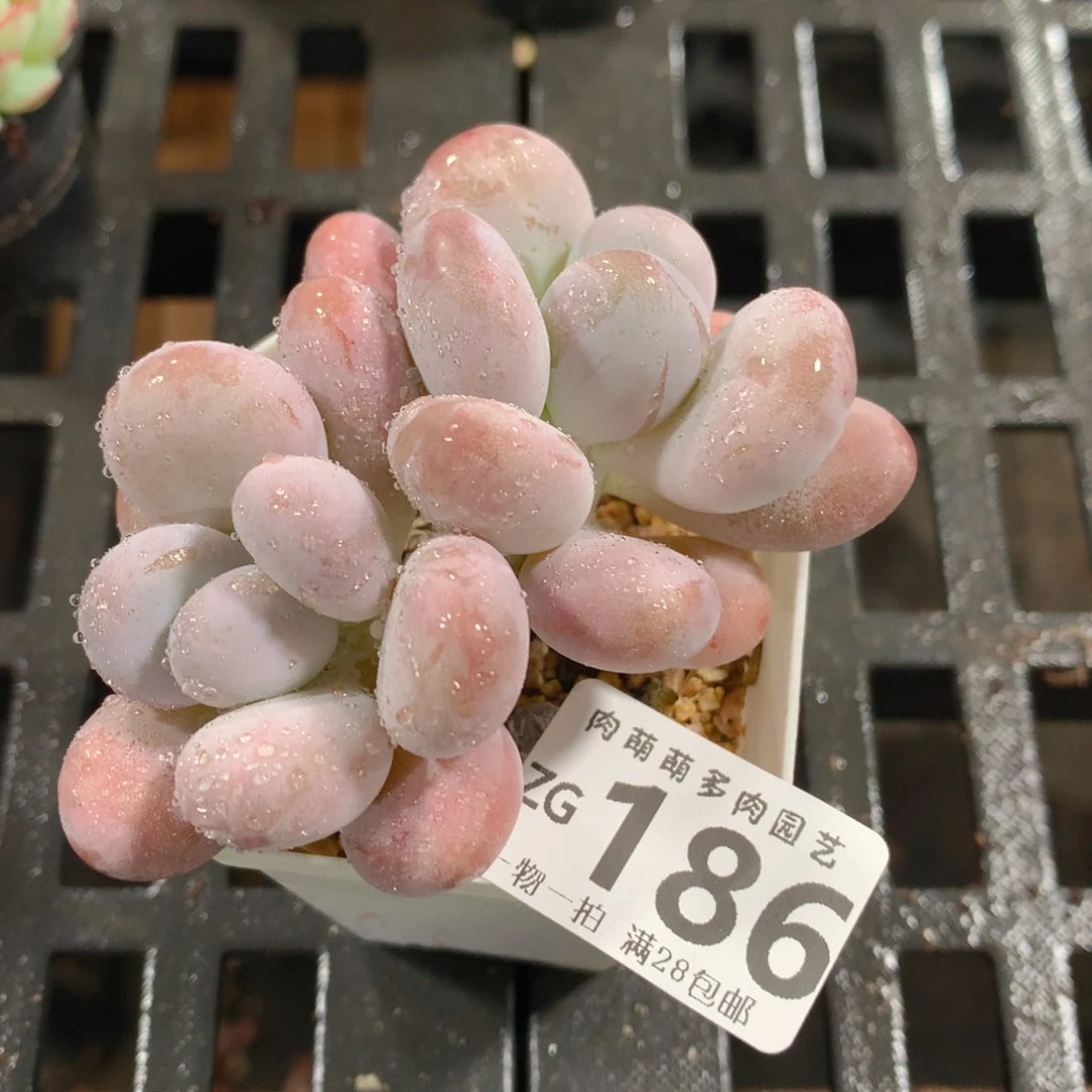 肉萌萌拇指盆精控多肉ZG186