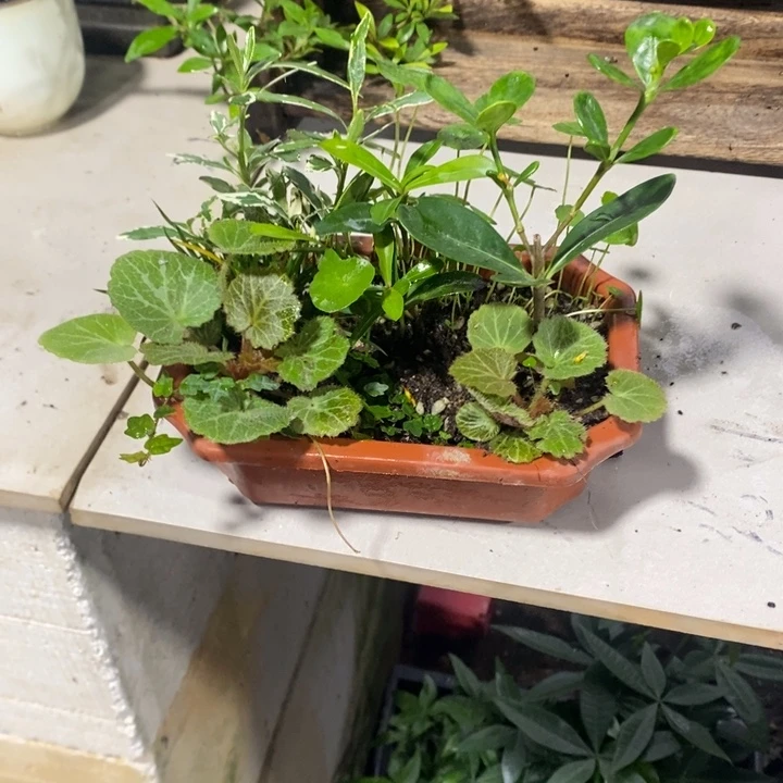 赞***）无花朵退款拉黑一物一拍78