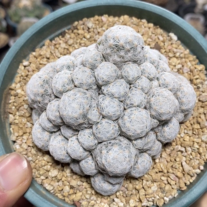 群生姬春星121号8cm