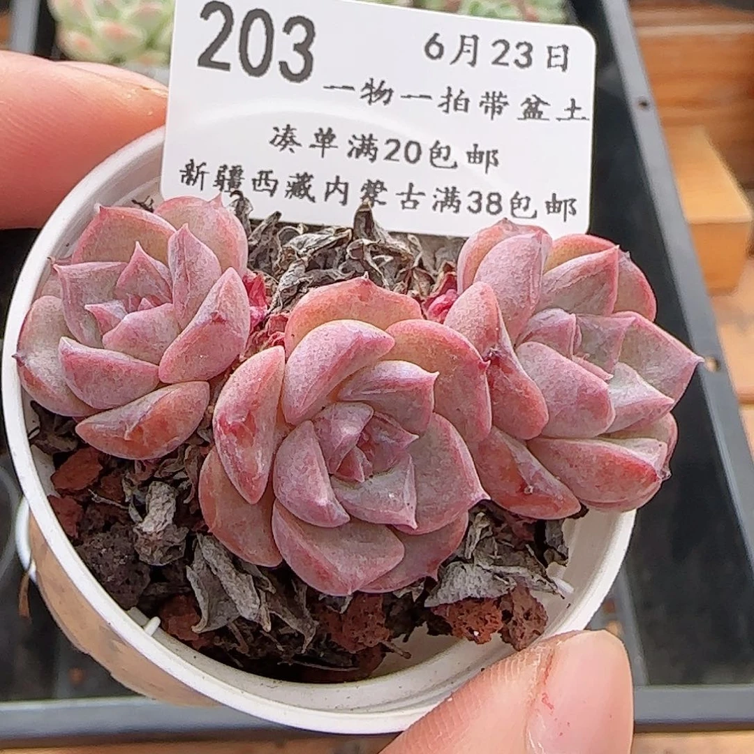 多肉0623-203福利福利