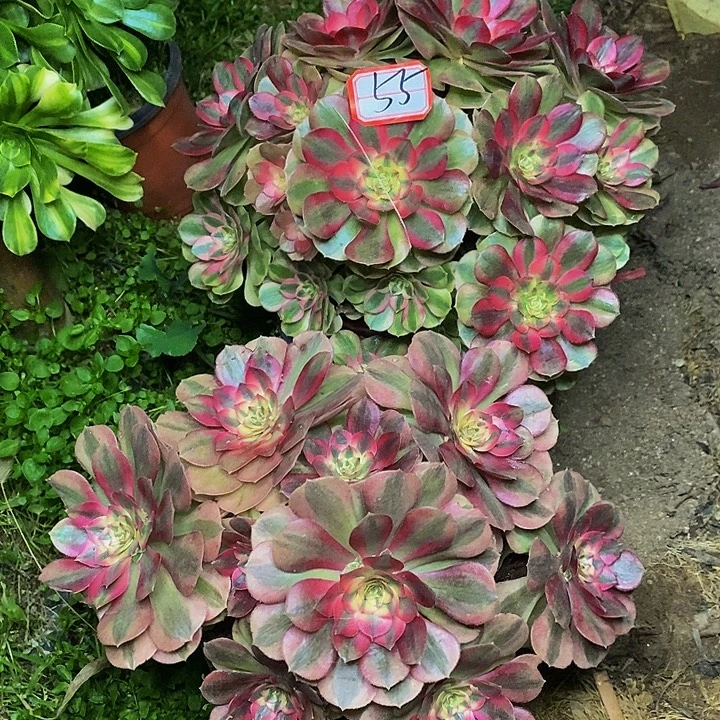 D***）荔枝老桩多头法师55号链接两棵