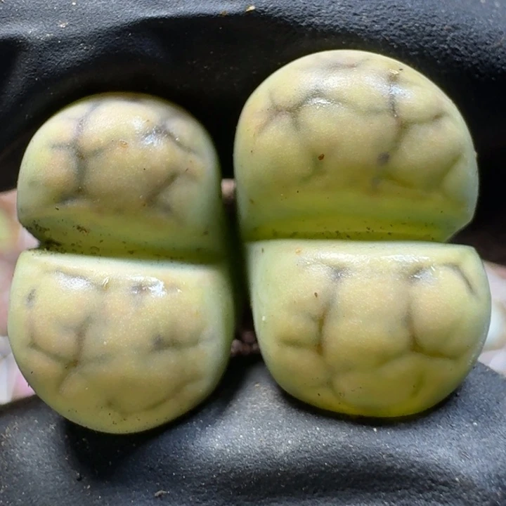 生石花1111111。 78