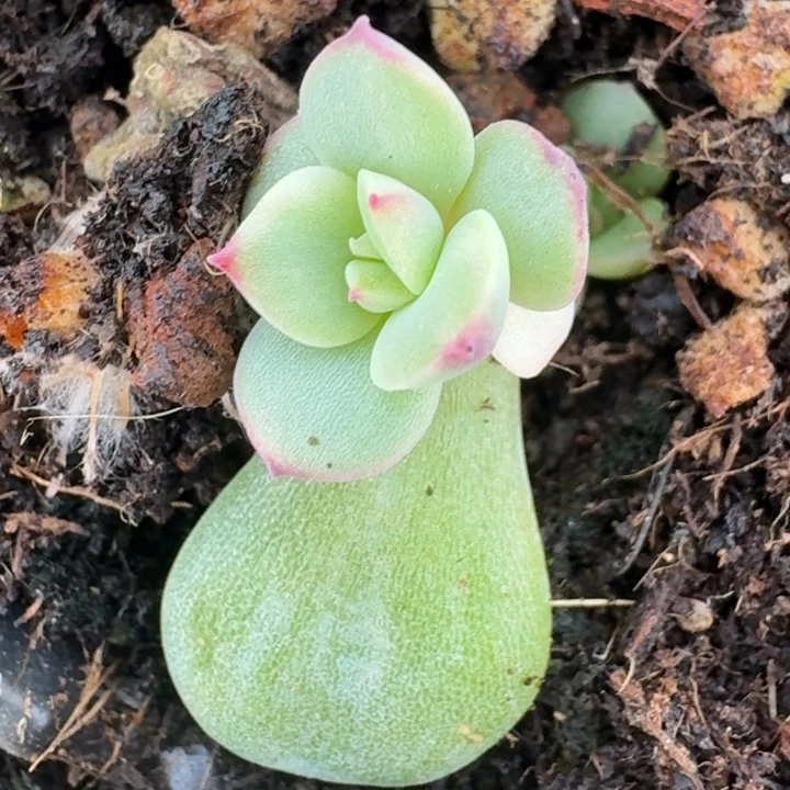 三文鱼锦一物一拍55