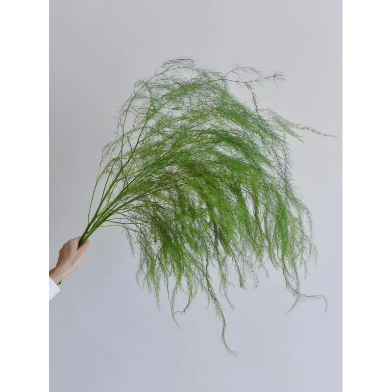 【暮屿甄选】芦寻草 配草 超长待机 云南昆明斗南基地直发 一单包邮
